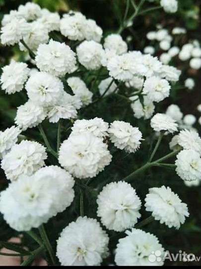 Тысячалистник