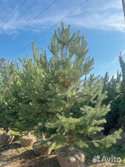 Саженцы сосны обыкновенной 2,9 м