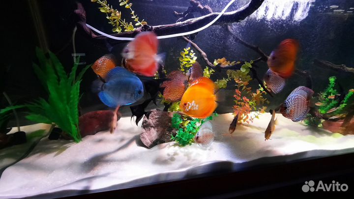 Украшения для аквариума