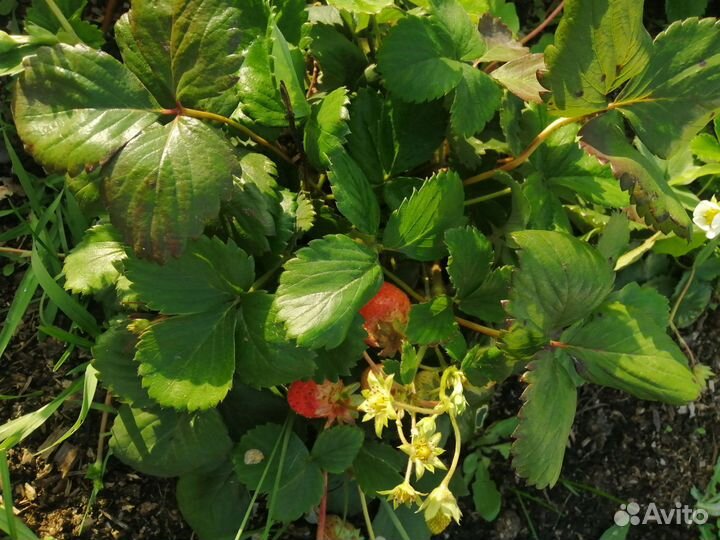 Клубника ремонтантная