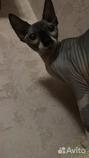 Канадский сфинкс вязка