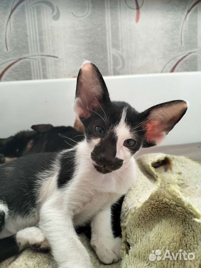 Ориентальная