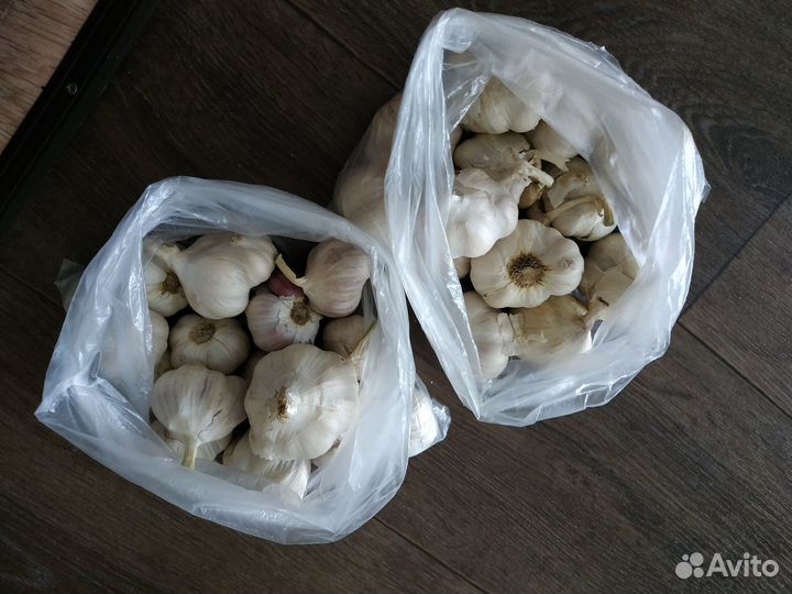 Чеснок Яровой