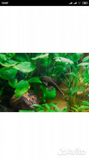 Гуппи, анциструсы