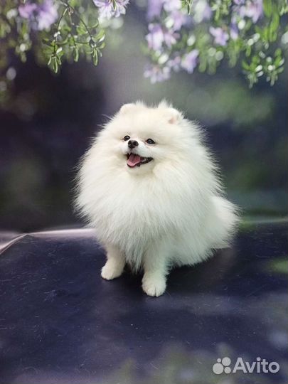 Померанский шпиц мини