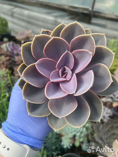 Эхиверия Нюрнберга (жемчужина)