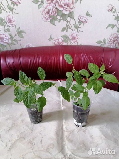 Экзотика. Текома Гарроча, Русселия, Бравалия