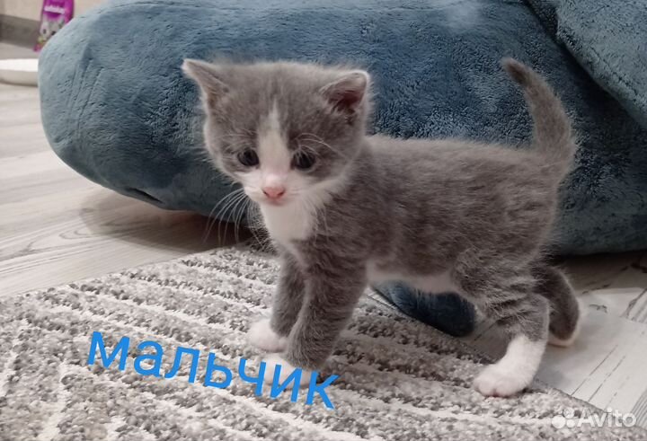 Котята для дружбы