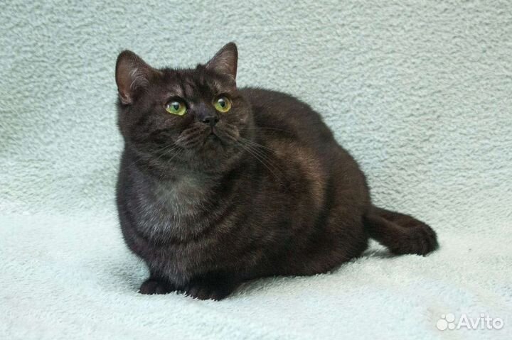 Бесплатно, чёрный дым, Шотландская котодевочка