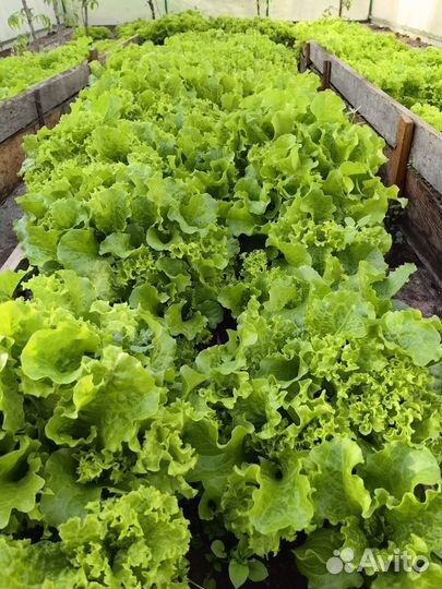 Свежая зелень