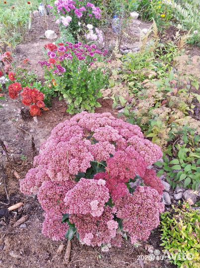 Седум, или очиток розовый