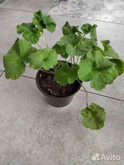 Пеларгония Королевский шиповник