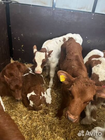 Телята бычки доставка