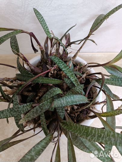 Ледебурия (общественная)