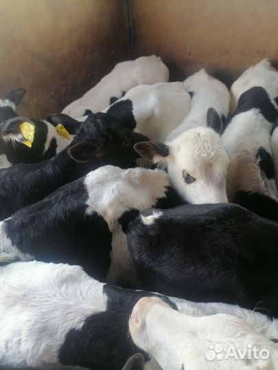 Бычки телки