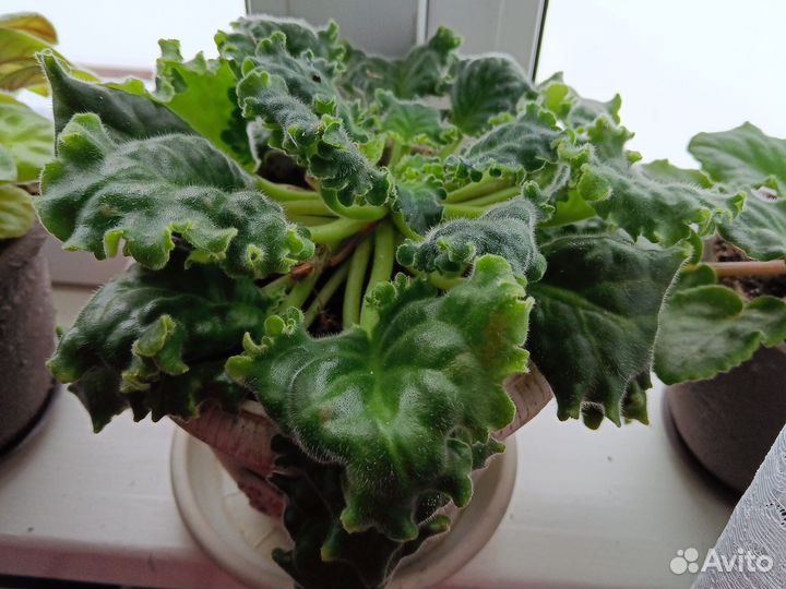 Фиалки сортовые