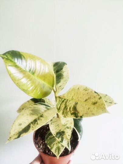 Фикус Шривериана д12