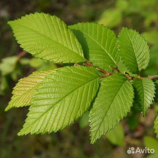 Вяз мелколистный