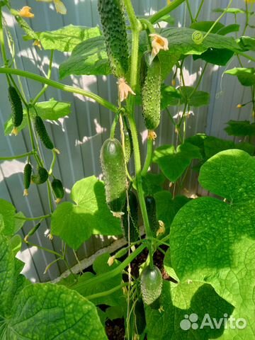 Огурцы домашние
