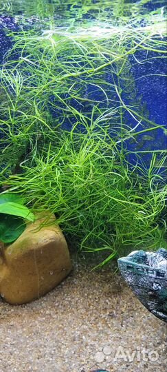 Аквариумные растения и не только