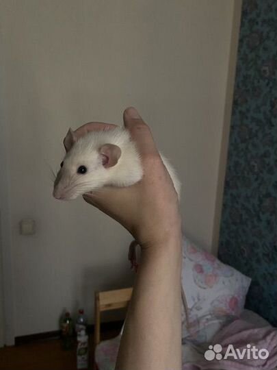 Отдам декоративную крысу бесплатно