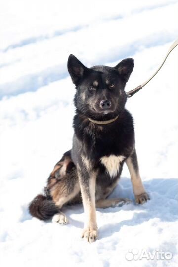 Молодой Джек