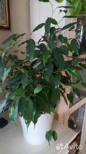 Фикус бенджамина и др. комнатные растения