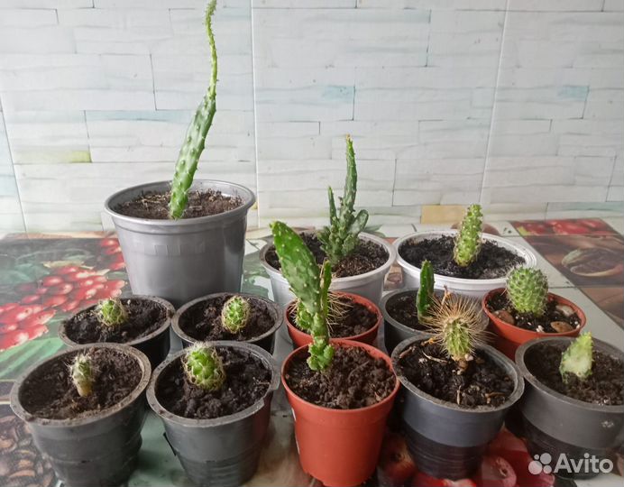 Комнатные цветы