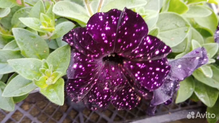 Вегетативная петуния