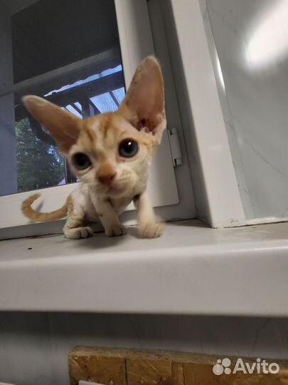 Котята девон-рекс