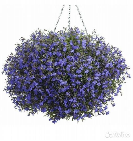 Лобелия голубой бриз стаканчик 0,5