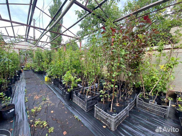 Саженцы яблони и груш