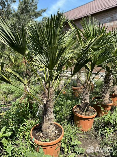 Трахикарпус Вагнера