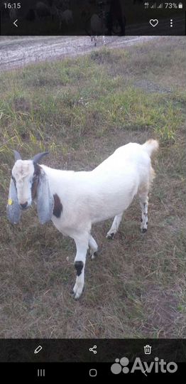 Баран на мясо или племя овца с ягненком