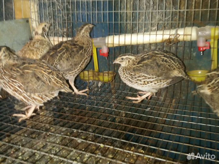 Перепела несушки