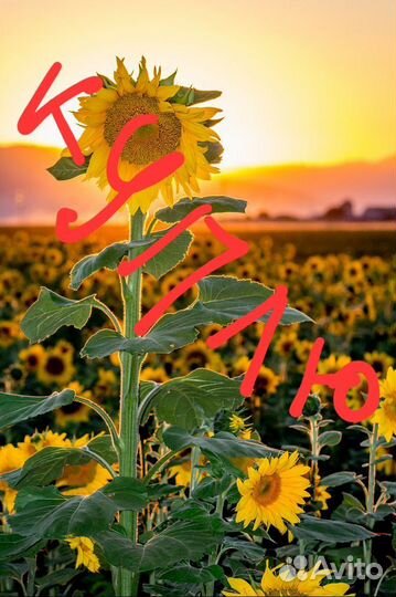 Семечки кукуруза