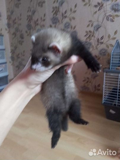 Щенки хорька