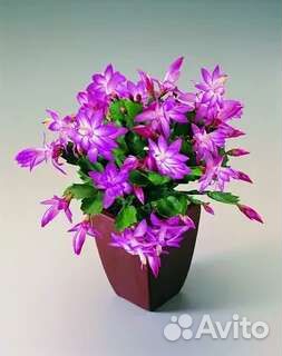 Декабрист Шлюмбергера,разные цвета