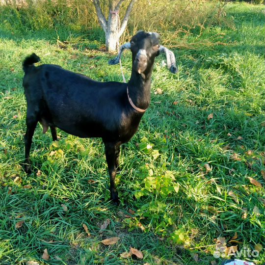 Англо нубийские козы, козлик