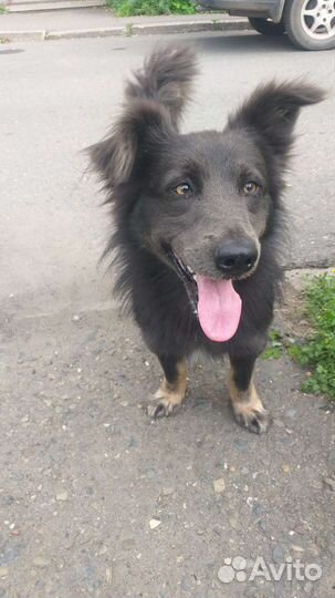 Собака в добрые руки