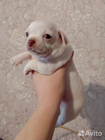 Щенки чихуахуа мини