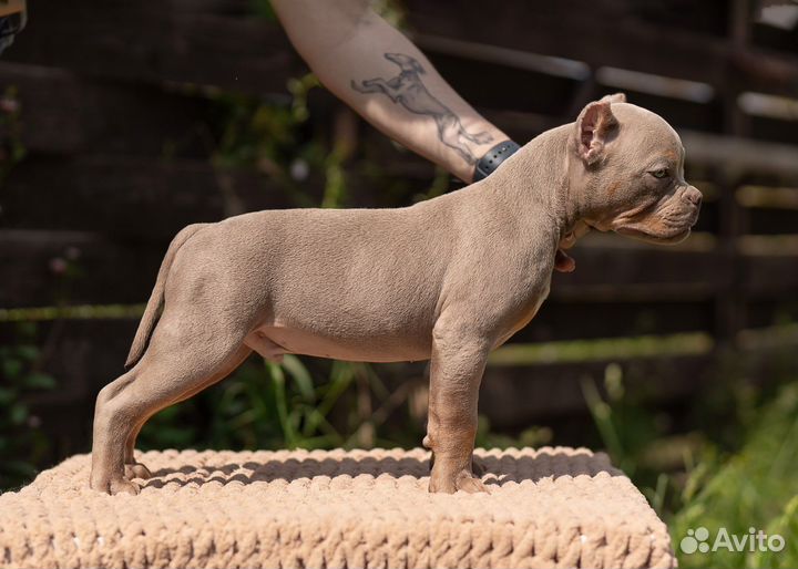 Американский булли - микро мальчик