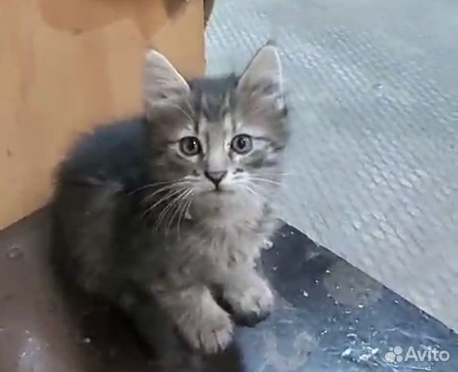 Котенок ищет добрые руки