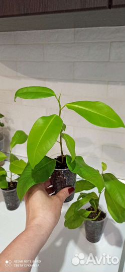 Фикус пур голд