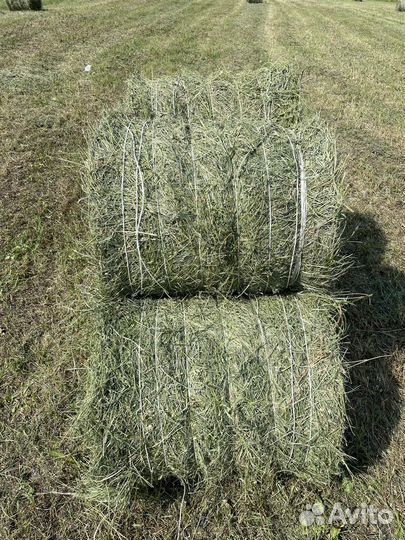 Сено в тюках
