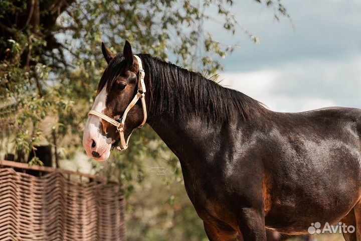 Шайр, Ахалтекинцы, испанцы Андалузы, случка