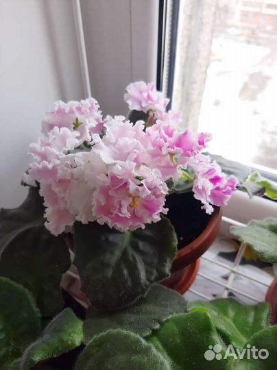 Фиалки сортовые,махровые