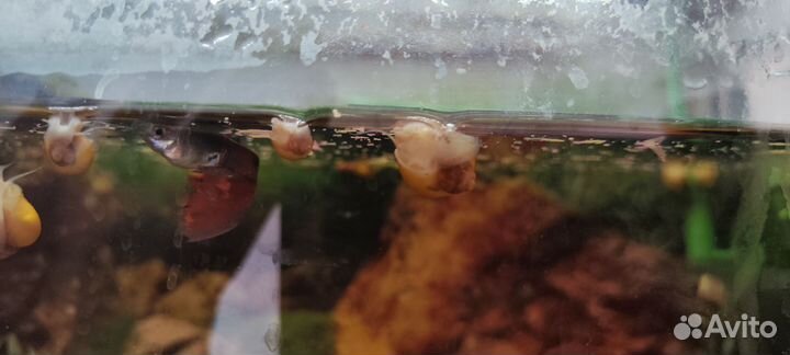 Улитки ампулярии