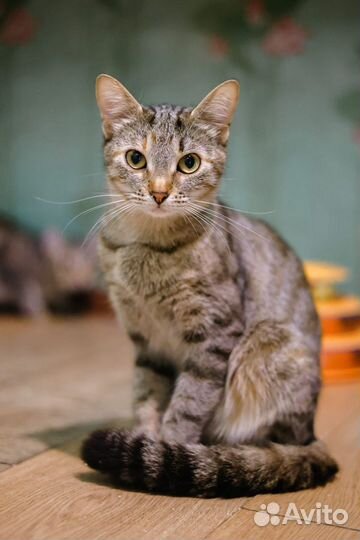 Замурчательная молодая кошка Анфиса в добрый дом