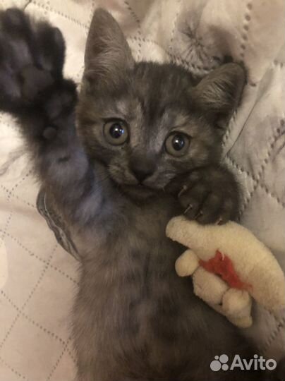 Котёнок мальчик ищет самых лучших и добрых хозяев